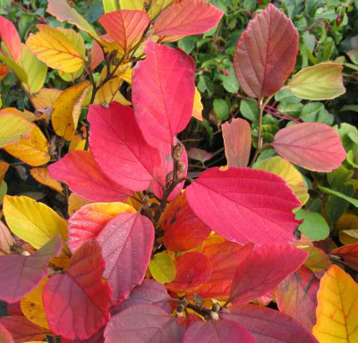 Fothergilla_gardenii_800x600.jpg