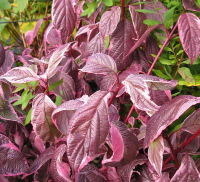Cornus_alba_Sibirica_Variegata_800x600.jpg