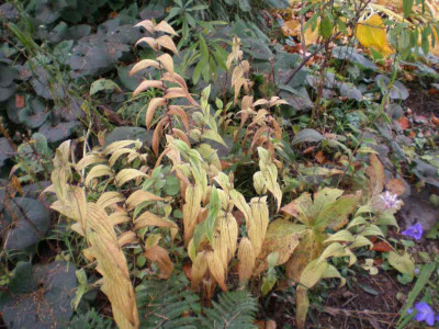 tricyrtishirtaea.jpg