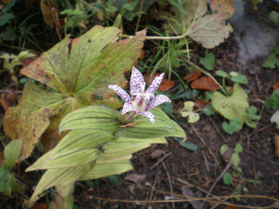 tricyrtishirtablueteea.jpg