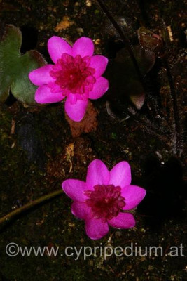 Hepatica_nob__rote_Glut_1.jpg