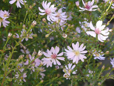 aster_cordifolius_ideal_2010-10-09_526k.jpg