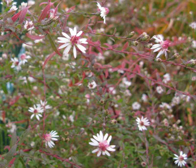 Asrer_lateriflorus_Prince_800x600.jpg