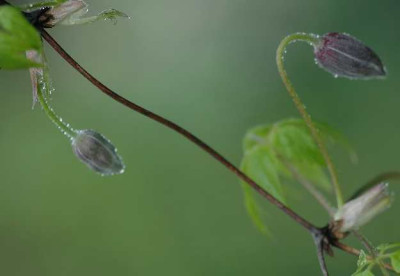 Clematisnabelschnur_obenlings_nach_untenrechts_17-04-05.jpg