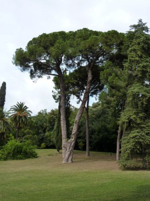 120_La_Reggia_fars_2010.jpg