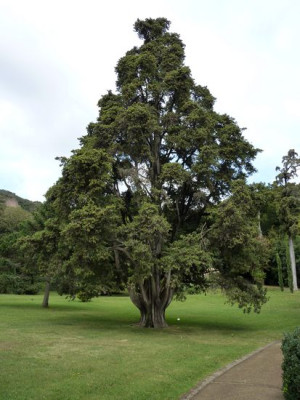 122_La_Reggia_fars_2010.jpg