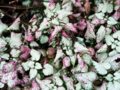 Lamium_Beacon_Silver.JPG
