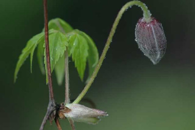 Clematis_an_Palme_17-04-05.jpg