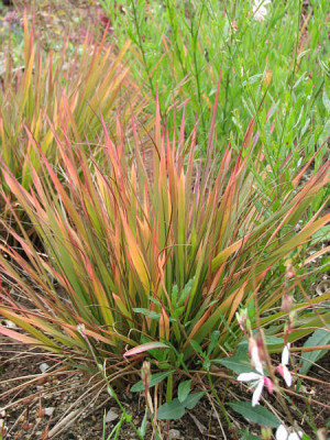 Eragrostis_kl.jpg