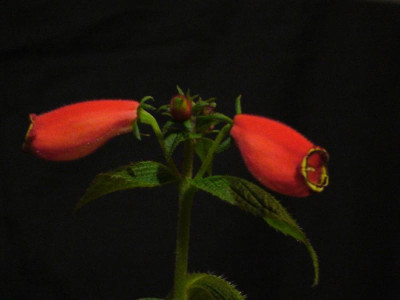 Seemannia_purpurascens_900x900_80KB.jpg