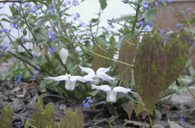 Epimedium_ogisuiRimg0206.JPG