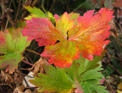 Geranium_erianthum_Herbst.jpg