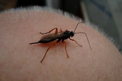 ufo2010_zg.jpg