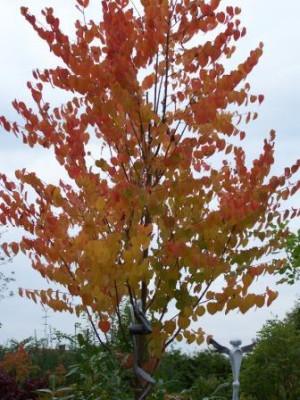 Cercidiphyllum.jpg