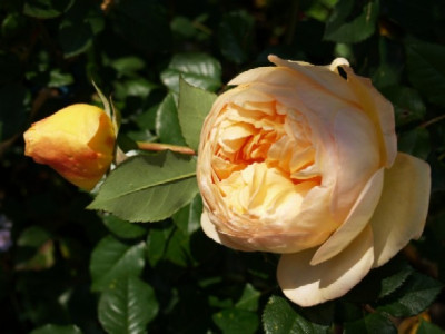 rosen_364.jpg