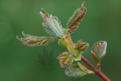 Acer_caudatum_urkundense_1.jpg