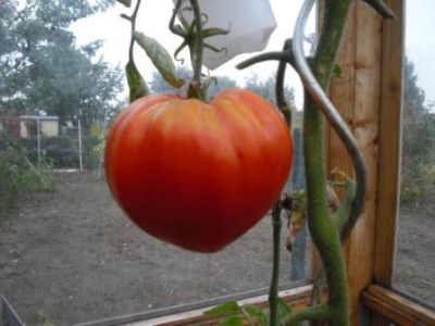 letzte_2010.JPG