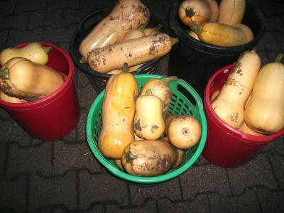 ErnteButternut.jpg
