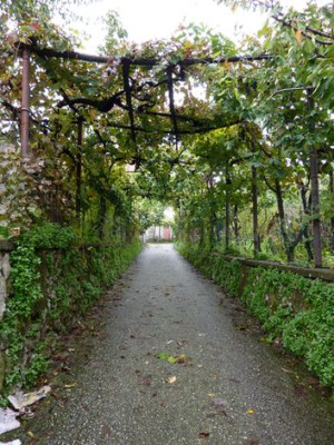 Italienische_Pergola_3_fars_2010.jpg