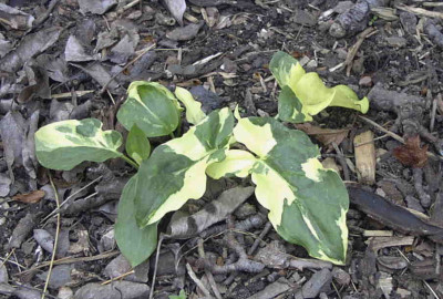 Arum_Painted_LadyRimg0204.JPG