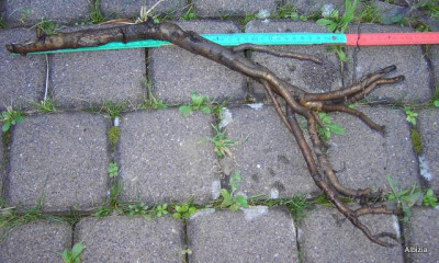 PICT5116_-1.JPG