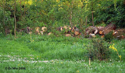 totholzwall_2008-04.jpg
