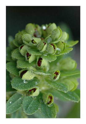Euphorbia_Wulffenii_mit_Perleffekt_17-04-05.jpg