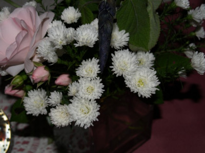 unbekannte_aster_2.jpg