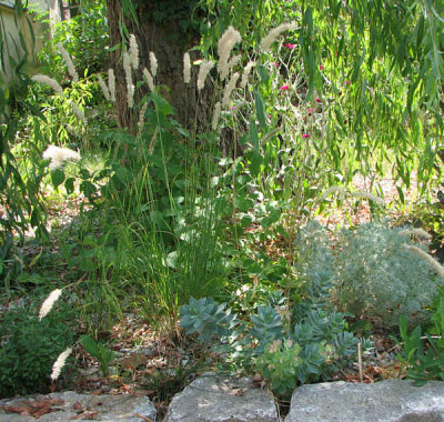 Melica_cilliata_euphorb_myrsinites_kl.jpg