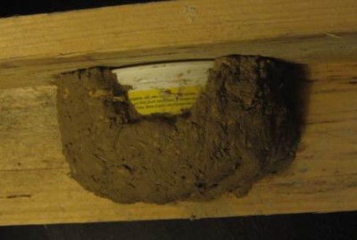nestbau.JPG