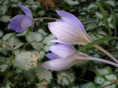 crocusherbst.jpg