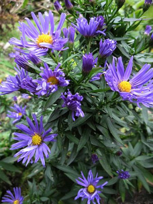 Aster_ausbreitungswutig_1_73671.jpg