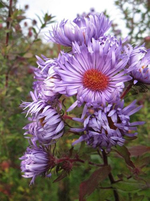 Aster_n.-a._Barrs_Blue_73752.jpg