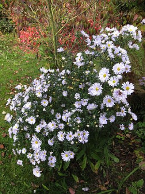 Aster_n.-b._Porzellan_73681.jpg
