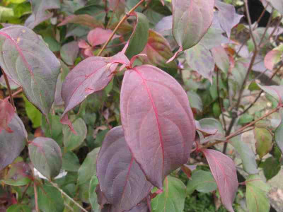 Cornus_kousa_Wietings_Select_800x600.jpg