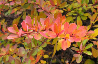 Berberis_thunbergii_800x600.jpg