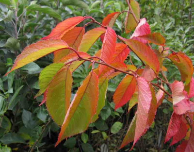 Prunus_yedoensis_800x600.jpg