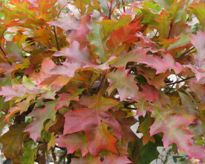 Quercus_palustris_Green_Dwarf_800x600.jpg