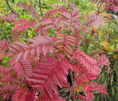 Sorbus_x_arnoldiana_Golden_Wonder_800x600.jpg