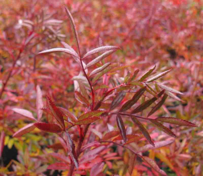 Rosa_nitida_800x600.jpg