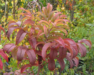Aesculus_pavia_Koehnei_800x600.jpg