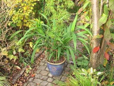 Setaria_palmifolia.jpg