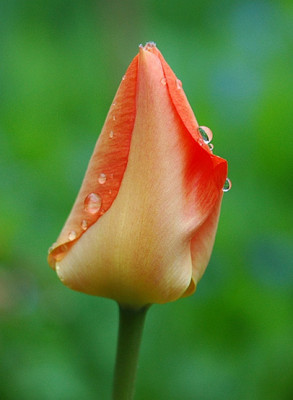 Tulpe_Annie_Schilder.jpg