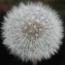 puschteblume_uti.jpg