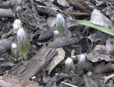 Syneilesis_aconitifoliaRimg0201.JPG