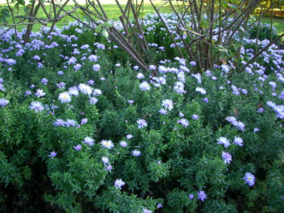 IMGP9368.jpg