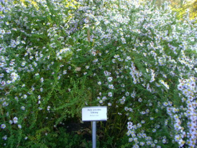 IMGP9371.jpg