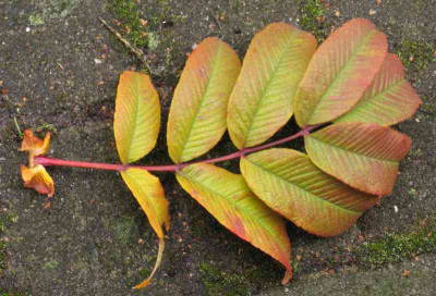 Blatt_800x600.jpg
