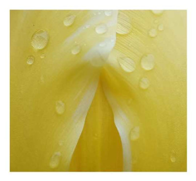 Tulipa_Sweet_Heart_Details_17-04-05.jpg