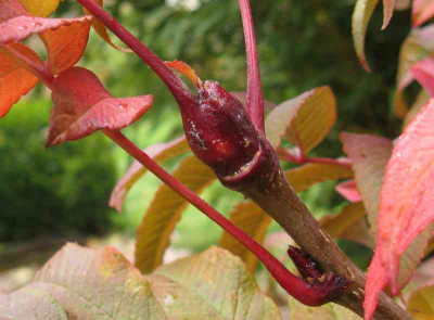Terminalknospe_800x600.jpg